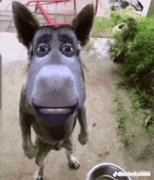 a dog that looks like a donkey with a human face is standing next to a bowl of food .