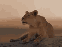 Lion Roar GIF - Lion Roar Roaring GIFs