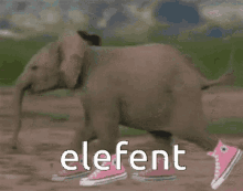 Elephant Elefent GIF - Elephant Elefent GIFs