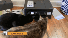 Scaredy Cats Scared GIF - Scaredy Cats Scared Startled GIFs