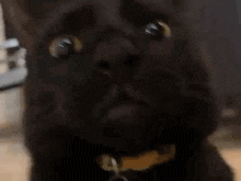Black Cat Mclaren Cat GIF - Black Cat Mclaren Cat Shocked Face GIFs