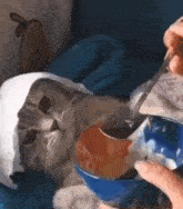 a cat wearing a bandage on its head is being fed from a bowl with a spoon .
