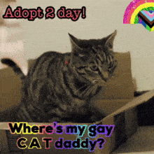 a cat is sitting in a cardboard box with the caption adopt 2 day where 's my gay cat daddy ?