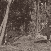 a black and white photo of a man and a bull in a forest