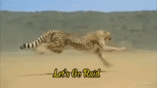 Flut Cheetah GIF - Flut Cheetah Flutastic GIFs