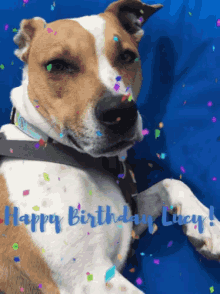 Happy Birthday Cute GIF - Happy Birthday Cute Dog GIFs