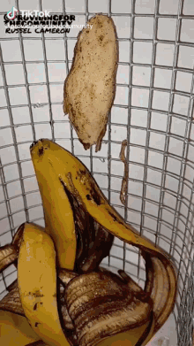 Lab Banana GIF - Lab Banana GIFs