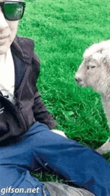 Sheep Want GIF - Sheep Want Wants Some Attention GIFs