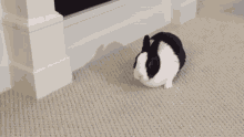 Rabbit Flops Into Wall Rabbit GIF - Rabbit Flops Into Wall Rabbit One More Please GIFs