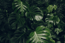 Feuille GIF - Feuille GIFs