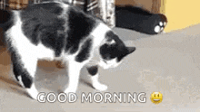 Cats Somersault GIF - Cats Somersault Backflip GIFs
