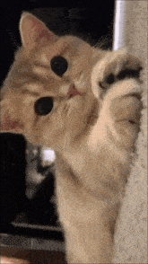Cute Cat GIF - Cute Cat Kotek GIFs
