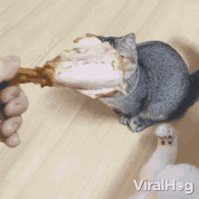 Give Me Viralhog GIF - Give Me Viralhog Please GIFs