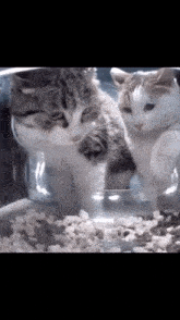 Dont Touch My Food Fighting Cats GIF - Dont Touch My Food Fighting Cats Food Cat GIFs