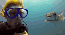 潜水 河豚 大海 GIF - Puffer Dive Sea GIFs