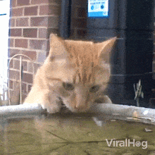 Take A Sip Orange Tabby Cat GIF - Take A Sip Orange Tabby Cat Viral Hog GIFs