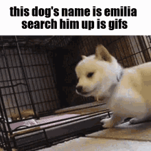 The Name Of This Dog Emilia GIF - The Name Of This Dog Emilia Re Zero GIFs