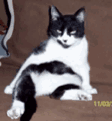 Get Lost GIF - Get Lost Cat GIFs