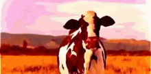 Oceanmam Cow GIF - Oceanmam Cow Dancing GIFs