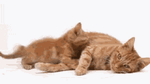 Cats Snuggle GIF - Cats Snuggle GIFs