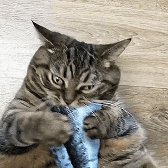 Fish Cat GIFs