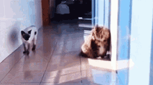 Cats Funny GIF - Cats Funny Silly GIFs