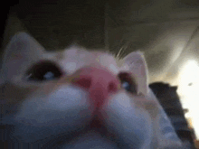Cat Laugh By M GIF - Cat Laugh By M By Demi GIFs