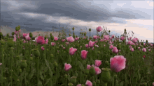 Pink Roses GIF - Pink Roses Flower Field GIFs