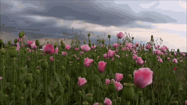 field of pink roses