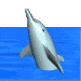Dolphin 3d Sticker