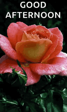 Sparkle Pink Rose GIF - Sparkle Pink Rose Glitter GIFs