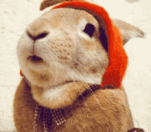 兔子 兔兔 可爱 吃 GIF