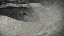 a close up of a horse 's face with a gray background