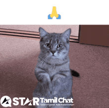 a cat is sitting on its hind legs in front of a star tamil chat sign