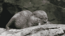 Otter Cute GIF - Otter Cute Munching GIFs