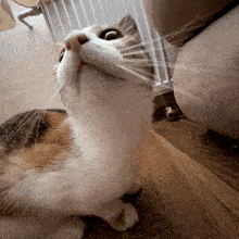 a calico cat looks up at the camera while sitting on a wooden floor
