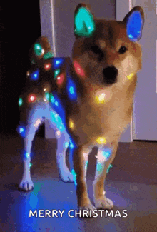Dog Pet GIF - Dog Pet Christmas GIFs