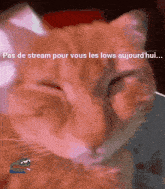 a close up of a cat with the words pas de stream pour vous les lows aujourd 'hui written below it