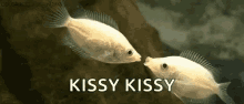 kisses fish sweet underwater