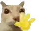 a close up of a cat eating a banana on a white background .
