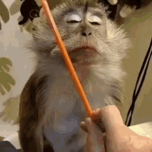 Funny Animals GIF - Funny Animals Relaxed GIFs