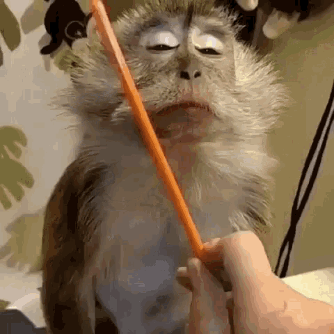 Funny Animals GIF - Funny Animals Relaxed - Discover & Share GIFs