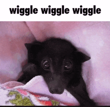 Fruit Bat Wiggle GIF - Fruit Bat Wiggle Wiggle Wiggle GIFs