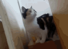 a calico cat is sitting on a set of stairs looking up at the camera .