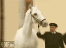 Rado Horse GIF - Rado Horse Zoom In GIFs
