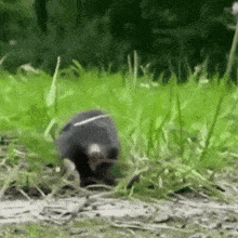 Mole Cute GIF - Mole Cute Cute Mole GIFs