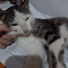 a cat laying on top of a piece of paper that says ' cho ' on it