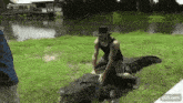 a man in a hat is kneeling on top of an alligator .