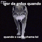 a wolf is standing in front of a black background with a caption .