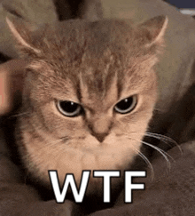 a close up of a cat with the words `` wtf '' written on it 's face .